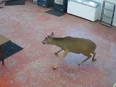 店内に侵入する鹿