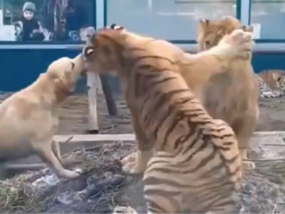 トラに噛みつく犬