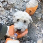 トルコ大地震で瓦礫に埋まってしまった犬が救出される映像