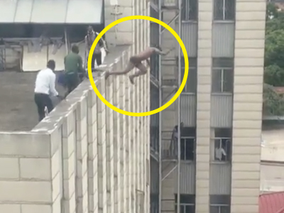 ビルの屋上から飛び降りる男性（ジンバブエ共和国）