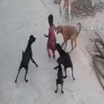 野良犬に襲われる少女（インド）