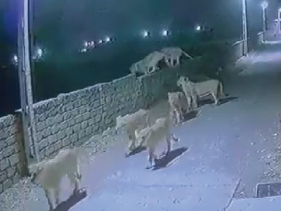 野生のライオン8頭が夜の住宅地を自由に歩き回る（インド）