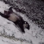 雪の中で遊ぶパンダの映像