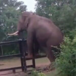 フェンスに足をかける象（インド）