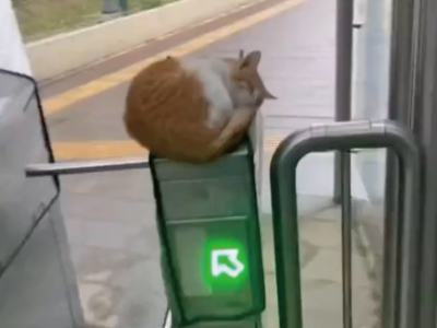 改札機の上で暖をとりながら爆睡する猫