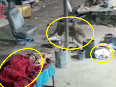 飼い主のそばで寝ている犬に近づくヒョウ（インド）