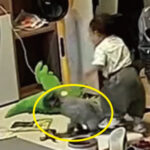 子供にしっぽを踏まれる猫（中国）