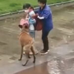 女の子に付きまとる大型犬（中国）