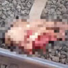 電車に飛び込み自殺をしてバラバラになってしまった女性の遺体映像