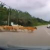80キロで直進する乗用車が道路を横切る牛の群れを撥ねる事故（マレーシア）