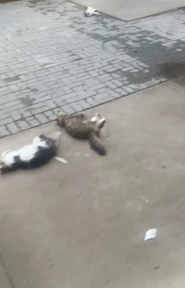 マンションの16階から投げ捨てられた猫（中国）