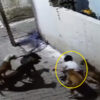 路上を歩いていた7歳の少年が犬に襲われる事件（インド）