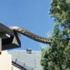 屋根から木へ移動するヘビ（オーストラリア）