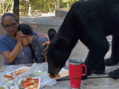 家族の弁当を食べるクマ（メキシコ）