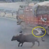 野良牛と接触しバイクから横転してしまった男性がトラックに押し潰される事故（インド）