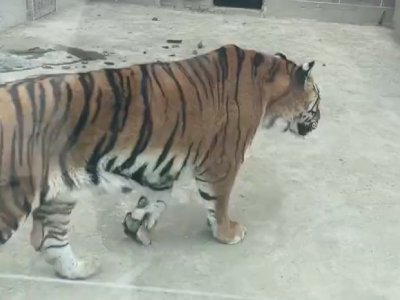 動物園のトラ（中国）