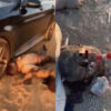 ハマス戦闘員の死体で遊ぶイスラエル人（イスラエル）