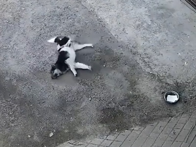 毒を盛られて苦しむ犬