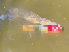 酒に酔って川に飛び込んだ男性がワニに襲われて死亡